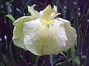Kimboshi: Cross between Iris Ensata and Iris Pseudacorus